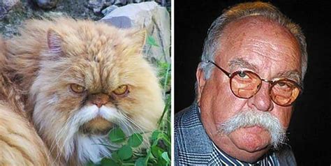 Celebrities And Their Cat Look Alikes Gallery