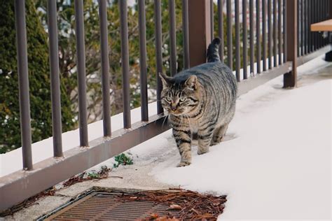A Chonky Cat I Met At The Park In Hokkaido Japan ☃️ Surprisingly A
