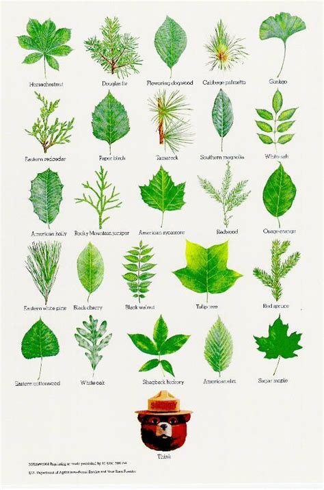 Printable Tree Leaf Identification Chart Printable Word Searches