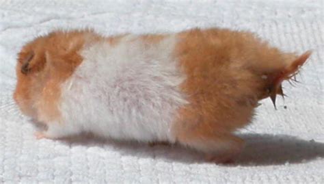 Wet Tail In Hamsters Symptoms And Care Pethelpful