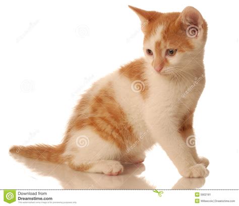 Orange And White Tabby Kitten Stock Image Image 5902181