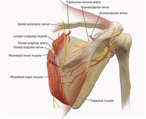 Dorsal Scapular Artery Nerve Entrapment Scapular Arteries