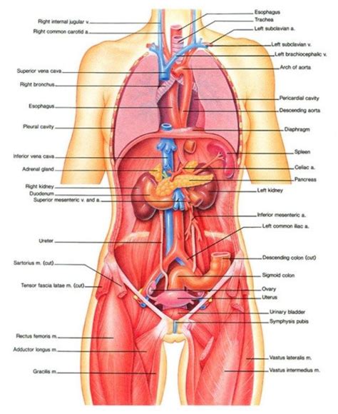 I hope my tutorial helps you in some way! Female Body Diagram Labeled - Female Body Anatomy Chart ...