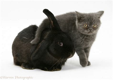 Pets Black Rabbit And Grey Kitten Photo Wp17546