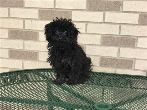 If you are looking for havanese puppies for sale oh, check out our list of havanese breeders located in ohio here! Havanese Puppies For Sale & Breeders in Cincinnati Ohio & Indiana | Family Puppies