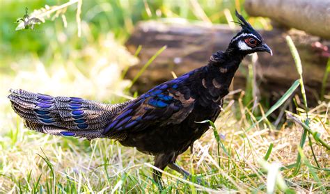 Peacock Pheasants — Blue Creek Aviaries