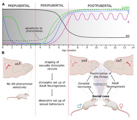 Ijms Free Full Text Sex Steroids And The Shaping Of The