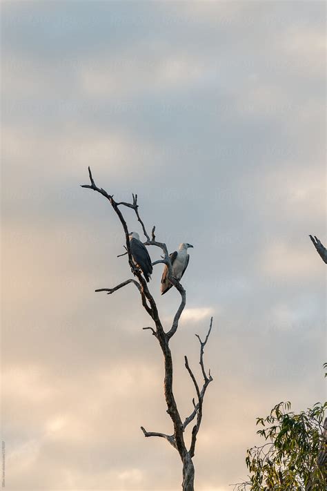 Birds In The Trees In A Wetland Northern Territory Australia By Stocksy Contributor Gillian