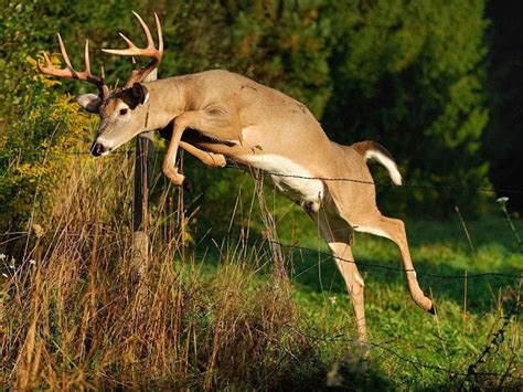 6 Fun Whitetail Deer Facts Sportsmans Outlet