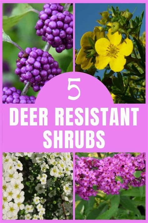 5 Deer Resistant Shrubs To Bambi Proof Your Yard