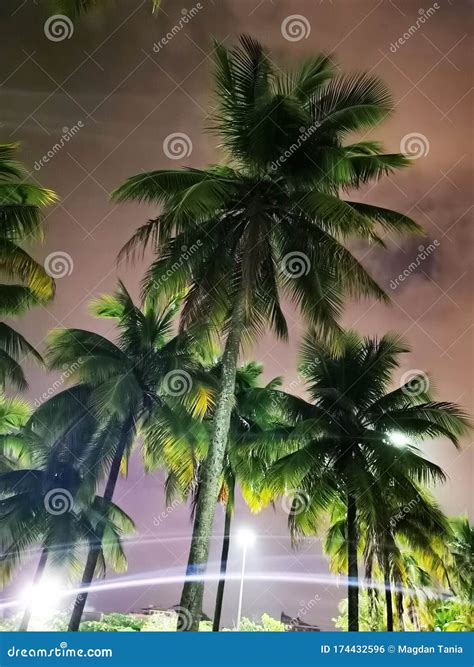 Palm Trees In Town Center Rio De Janeiro Stock Photo Image Of Town
