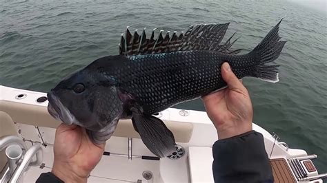 Learn How To Catch Black Sea Bass In The New England Area Diy Youtube