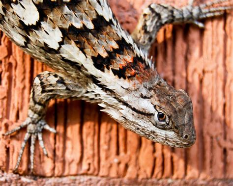 Texas Spiny Lizard Not As Famous As The Texas Horned Lizard Or Horny