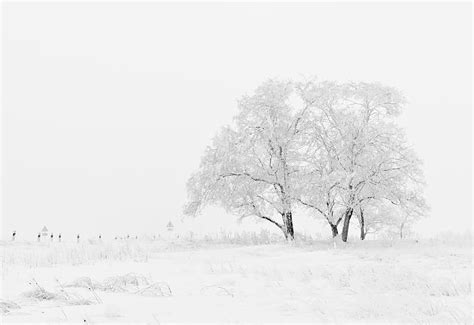 Free Photo Winter Nature Season Trees Sky Snow White Hippopx