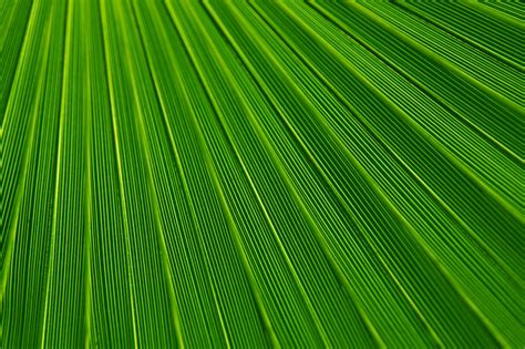 Palm Leaf Texture Free Stock Photo Public Domain Pictures