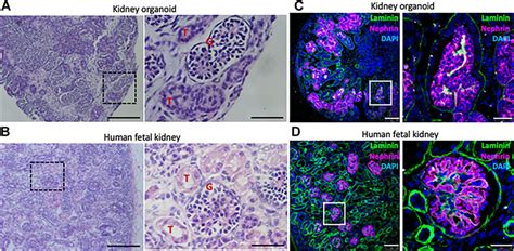 Frontiers Assessing Kidney Development And Disease Using Kidney