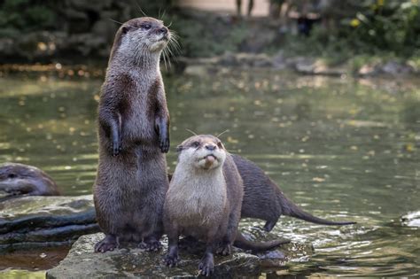 otter guide where do they live what do they eat and how to identify them trendradars latest