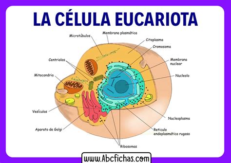 Estructura Interna Y Partes De La C Lula Eucariota