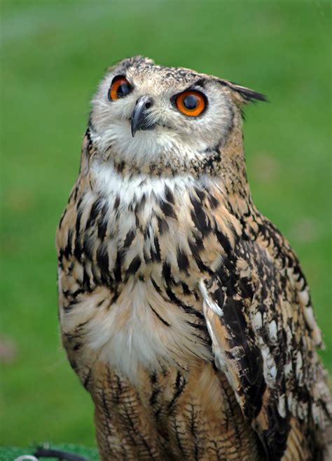 European Eagle Owl European Eagle Owl Taken At Raptor Disp Flickr