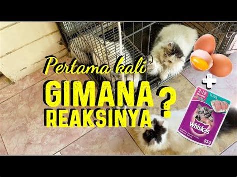 Nasib baik senang je jumpa. Kucing Takut Dengan Suara Apa - kumpulan.lif.co.id