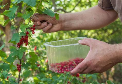 Harvest Of Red Currants Stock Photo Image Of Grass Gathering 58672468