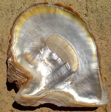 The Gold Lipped Oyster Variety Of Pinctada Maxima Such A Beautiful