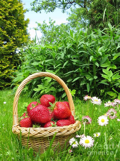 A Basket Of Strawberries Photograph By Ausra Huntington Nee