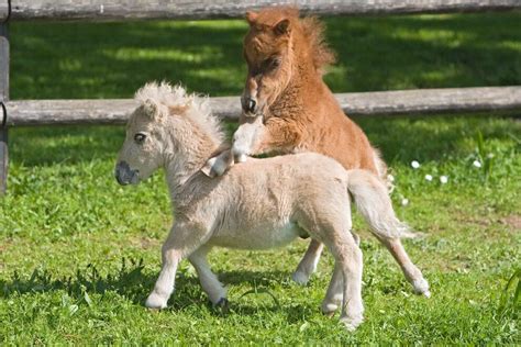 Ponies And Mini Horses 10 Adorable Photos To Brighten Your Day