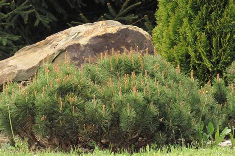 Pinus Mugo Slowmound Dwarf Mountain Pine
