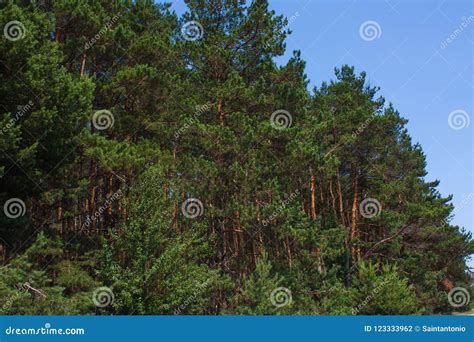 Forest Summer Landscape Pine Trees Nature Background Stock Photo