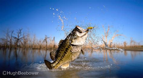 Big Bass Blunder Beebower Productions Western Photo Prints