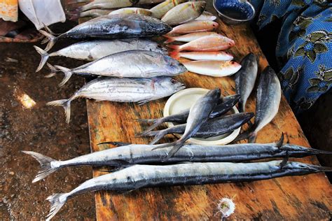 Nutritional Values Of Mackerel Fish Daily Tells