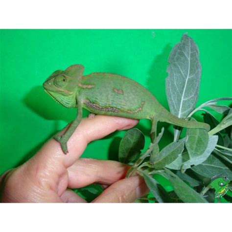 Panther Chameleon Tamatave Adult Male Strictly Reptiles