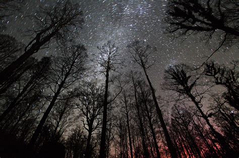 Forest Night Sky Space Stars Trees Image 53155 On