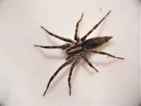 Grass Spiders Spiders Of Missouri · Inaturalist