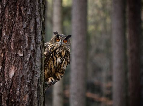 Exploring The Majestic Habitat Of Owls A Fascinating Look Into The