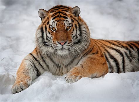 Amur Tiger Papéis de Parede HD e Planos de Fundo