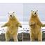 Meme Generator  Polar Bear Dancing Newfa Stuff