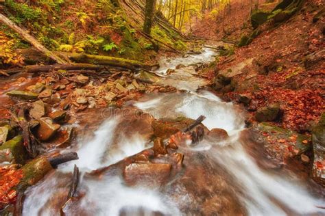 Autumn Stream In The Forest Gold Autumn European Landscape Stock Photo