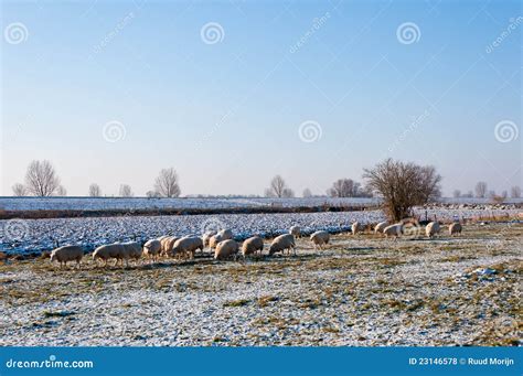 Sheep Grazing In Winter Stock Photo Image Of Netherlands 23146578
