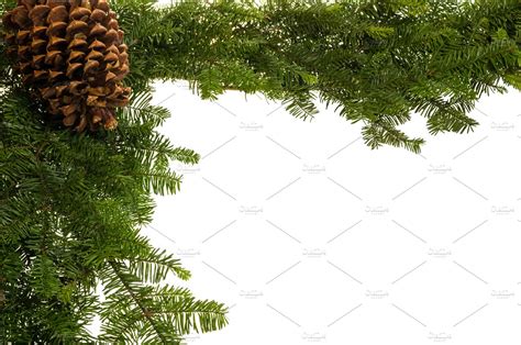 Evergreen Border Of Fresh Greens High Quality Holiday Stock Photos