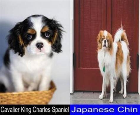 Which Is Better Between The Cavalier King Charles Spaniel And The