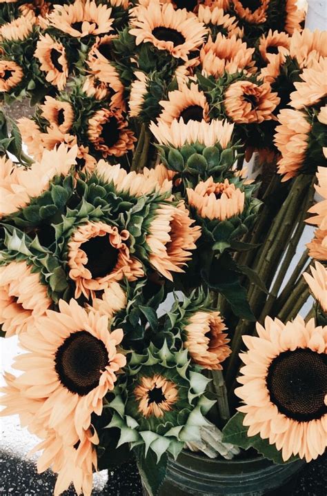 As i mentioned here i plan to move a few. Pin by 𝒌𝒂𝒍𝒆𝒚 🌻 on flowers | Sunflower wallpaper, Flower ...