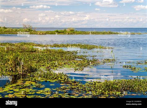 Wetlands In Nature Reserve Esteros Del Ibera Argentina Stock Photo Alamy