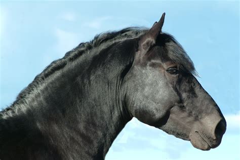 Stallion Horse Head