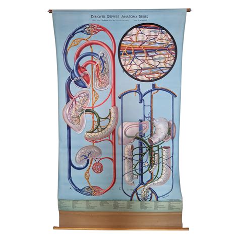 Pair Of Human Body Life Sized Anatomy Chartprint At 1stdibs