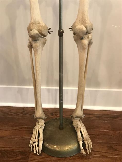 Bones In Leg Diagram Human Leg Bone Structure Human Anatomy Details