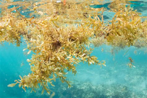 Welcome To The Sargassum Sea The Momentum