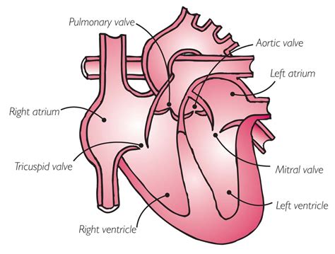 Your Heart Valves Chest Heart And Stroke Scotland