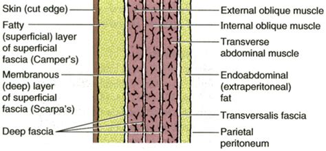 General surgery clinics ~ a surgeon's blog: Where is my Stethoscope? - Layers of the Abdominal Wall